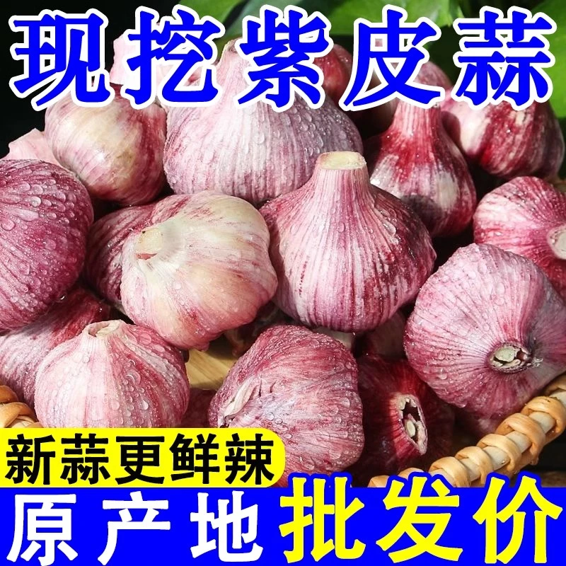 【现挖现发鲜蒜】河南紫皮新鲜大蒜头 湿蒜鲜蒜