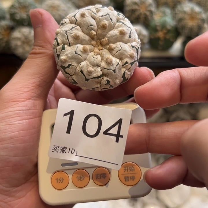 知***乐兜星球仙人球104号