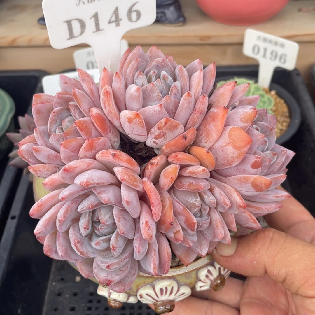 146橙子不带盆15厘米