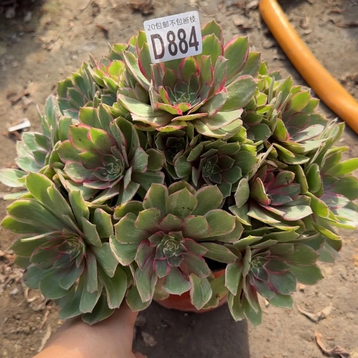 莲花座……多肉植物……