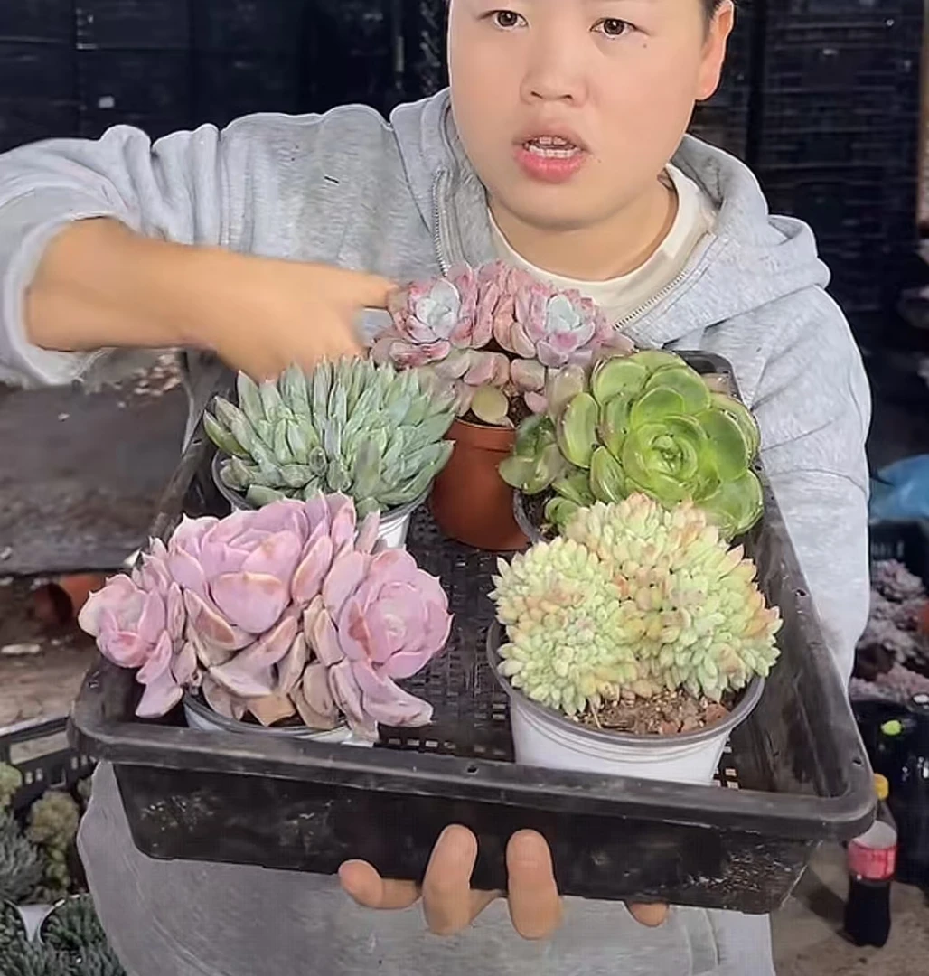 皮埃拉+炫彩星+胖丁缀+双头粉蝶+双头花斑露