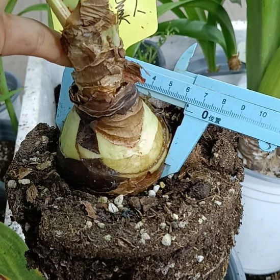 无花朵波兰美人6+干吧丑球