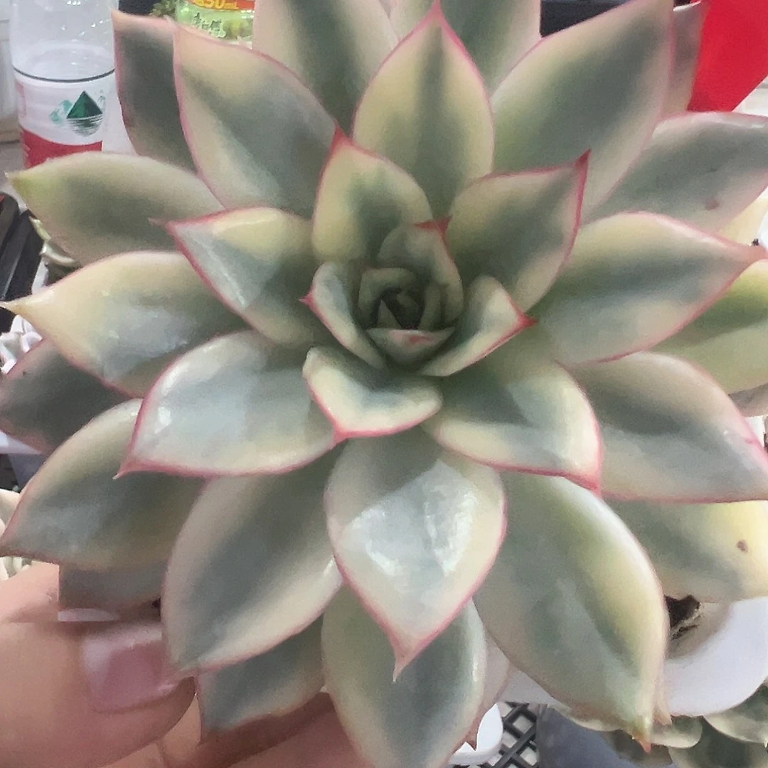 24号月光女神锦多肉植物