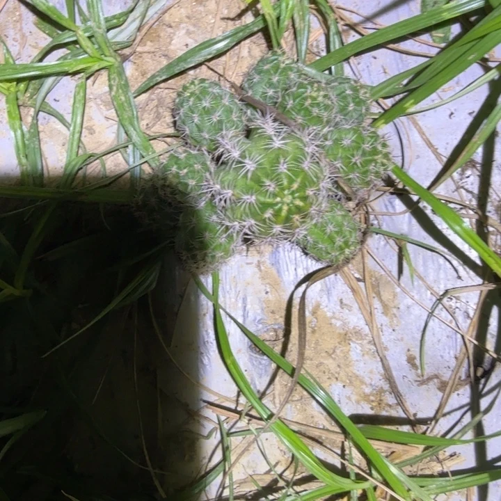 矮胖白檀1208侧芽群224