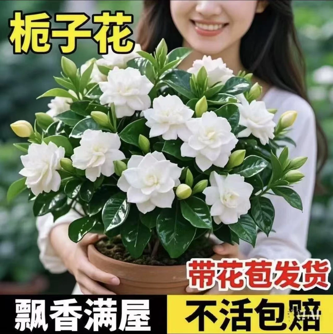 （新疆包邮）浓香型栀子花盆栽带花苞室内四季开花浓香好养活绿植