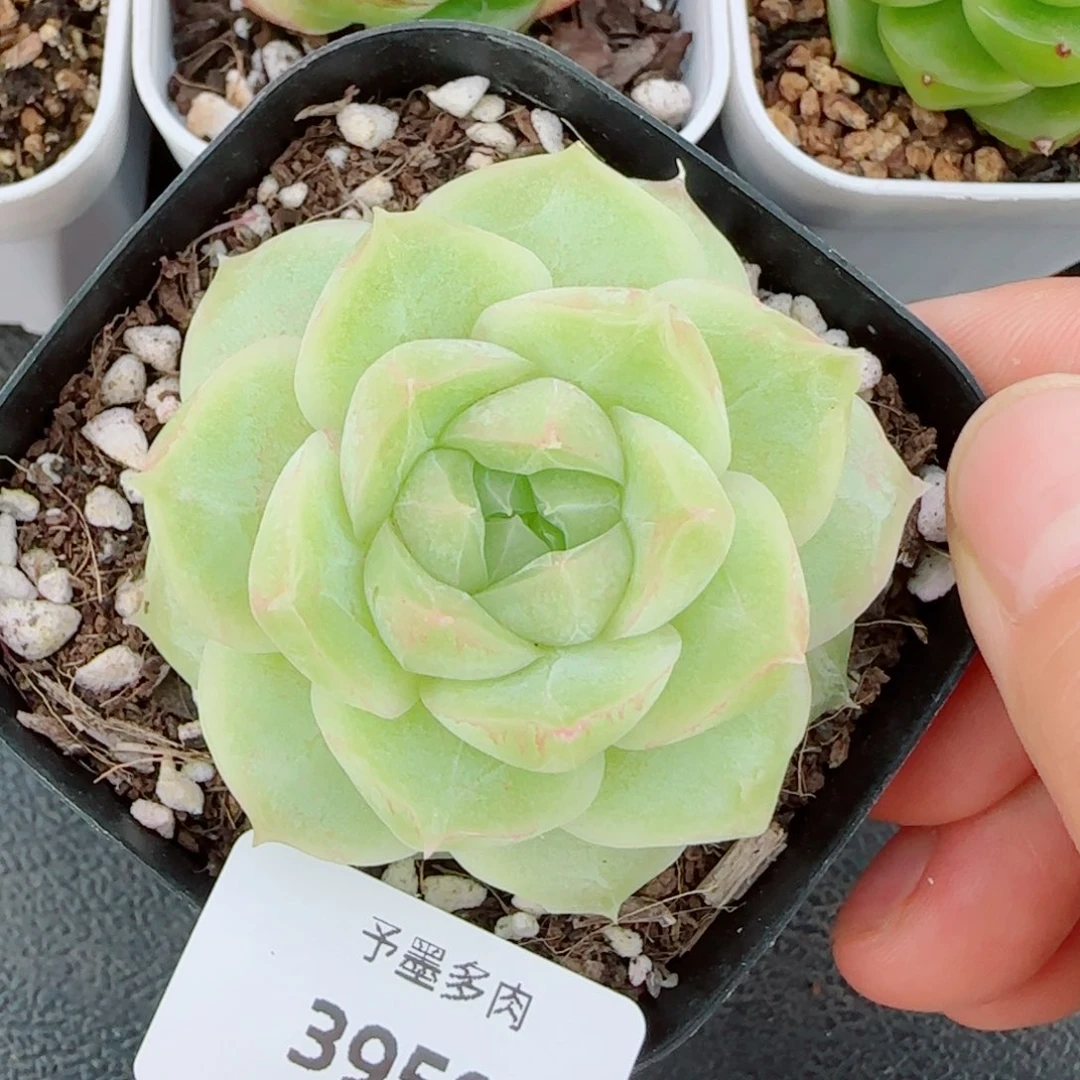 梨花白，3950多肉植物