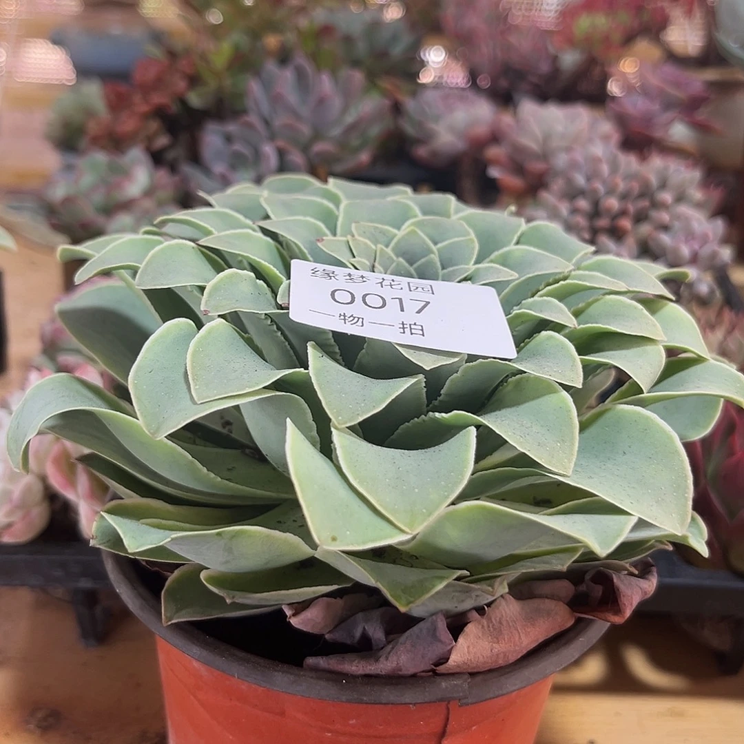 山地玫瑰一物一拍