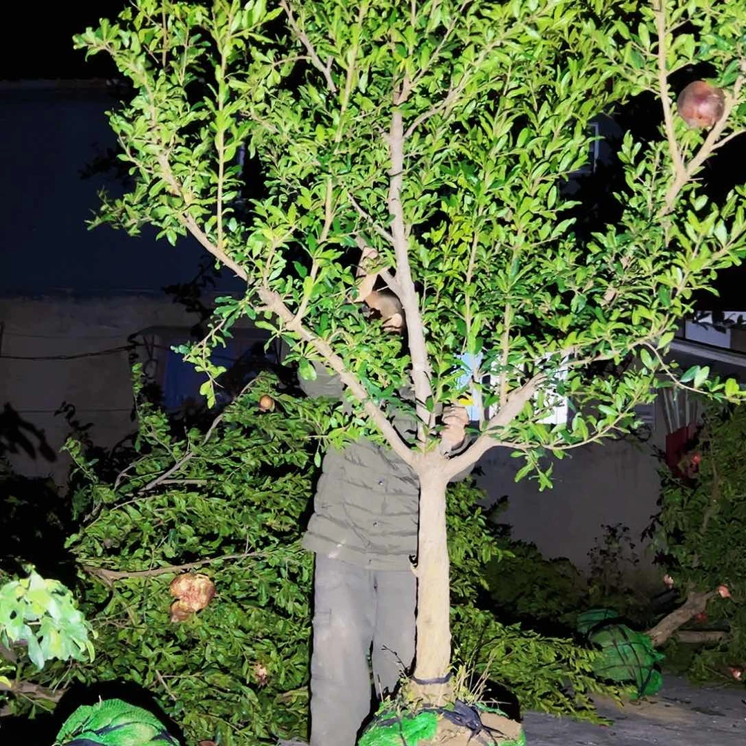 无花朵健健康康快快乐乐