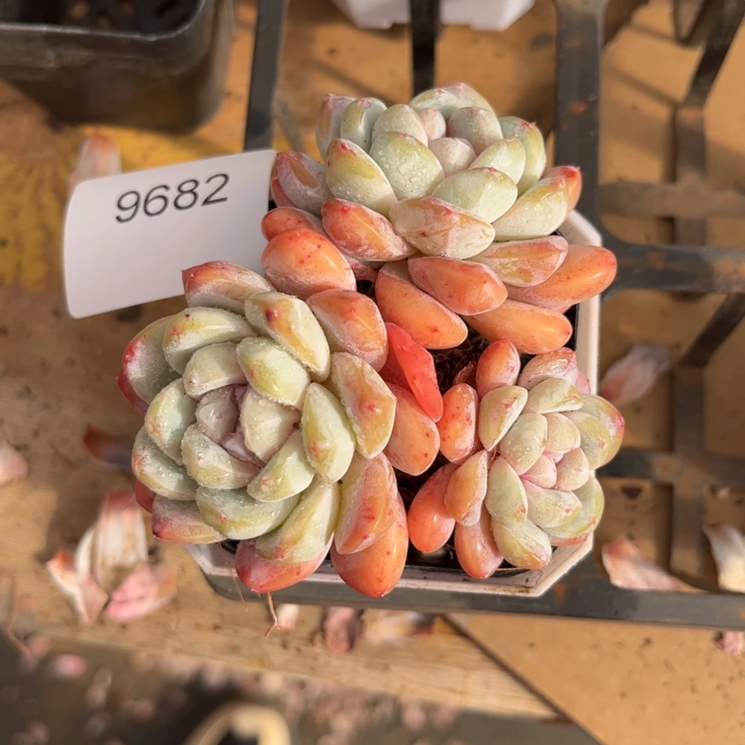 9682三头老庄糖心多肉