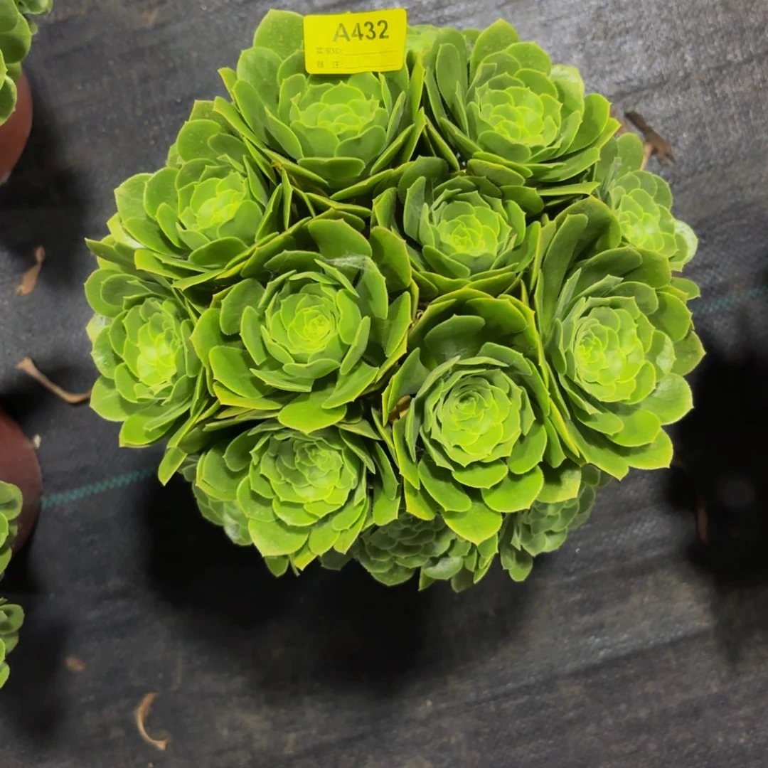 无花朵432绿杨蓉法师多肉植物