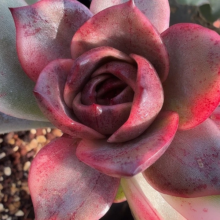 红玫瑰锦多肉锦植物