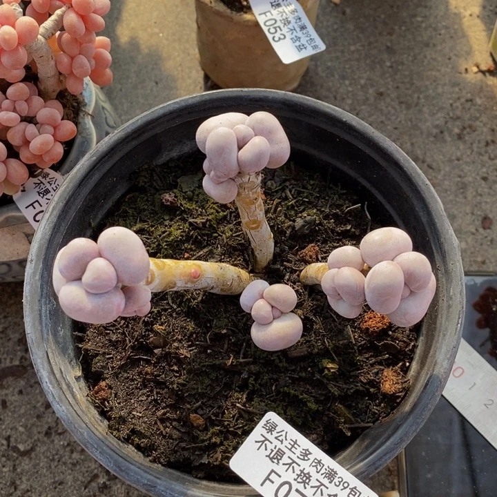 芭比奶酪073/9c m