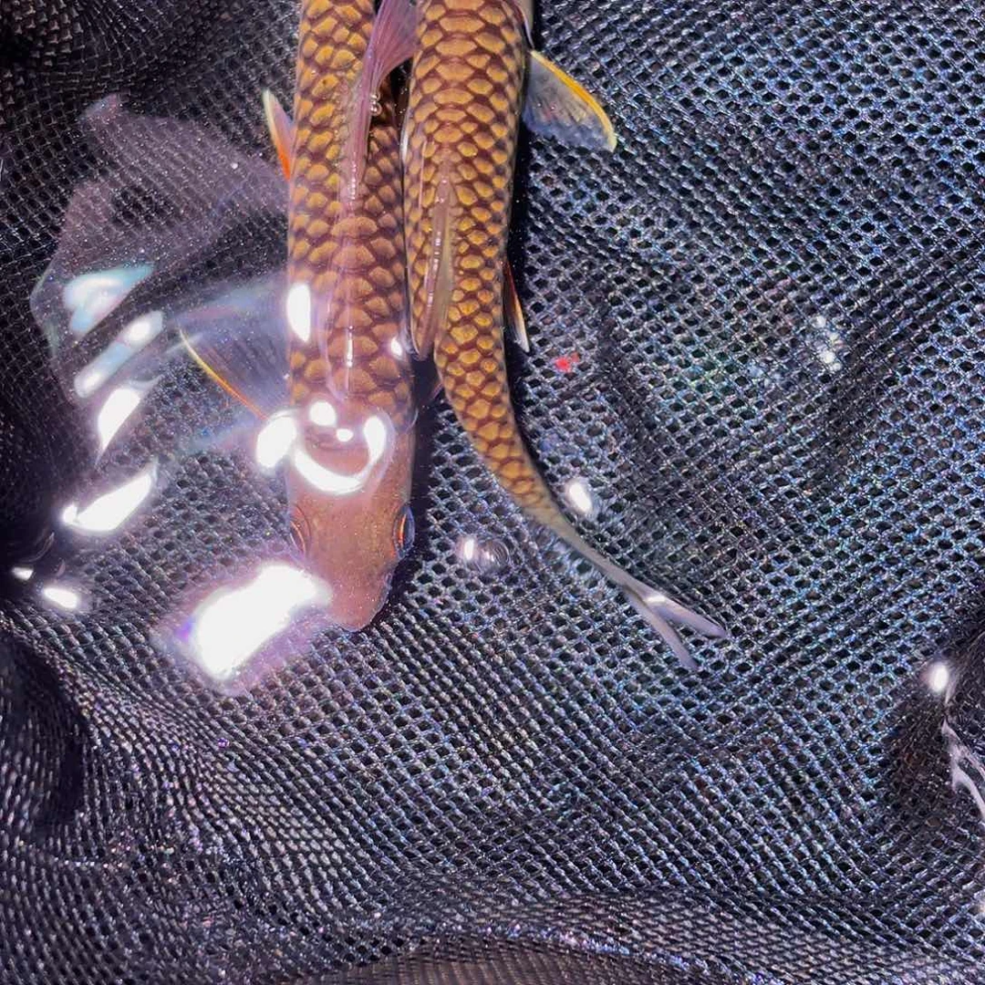 吉罗鱼马来西亚巴拉