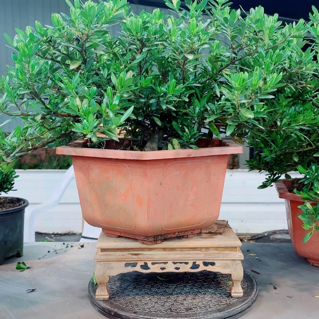 ****秋蝉栀子花花花花