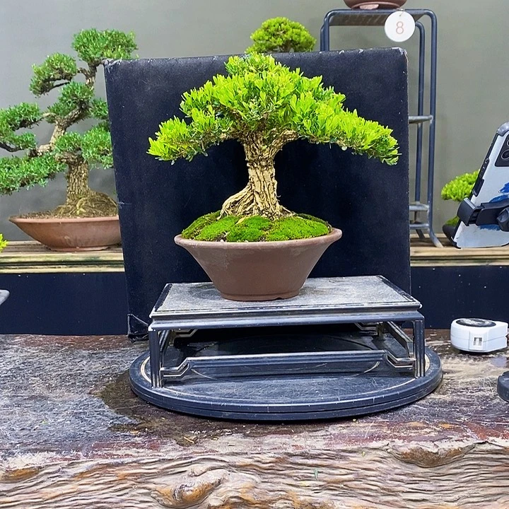 无花朵黄杨盆景四季常青