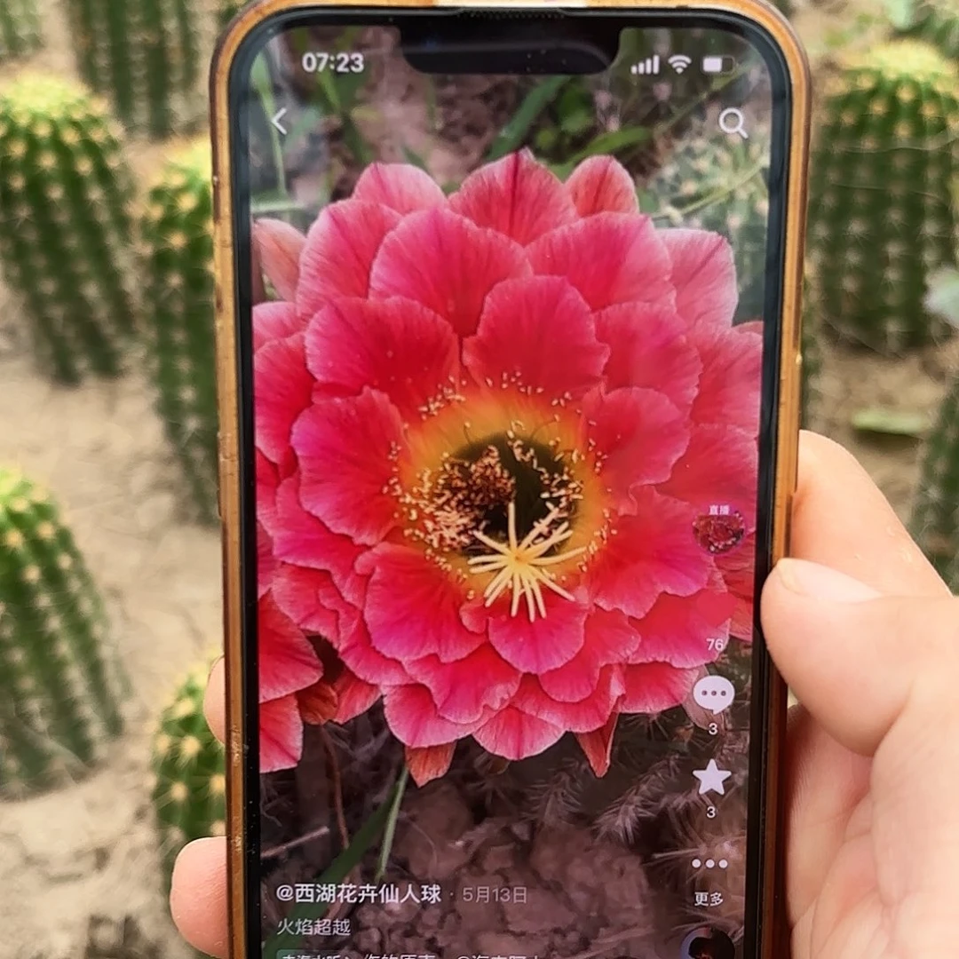 火焰超越带根毛20包邮