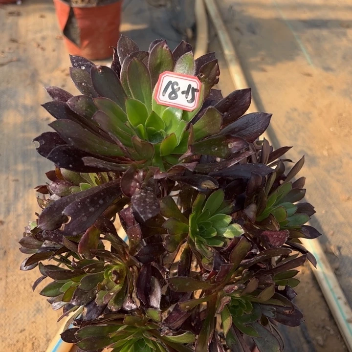 黑法师微瑕多肉植物18-15