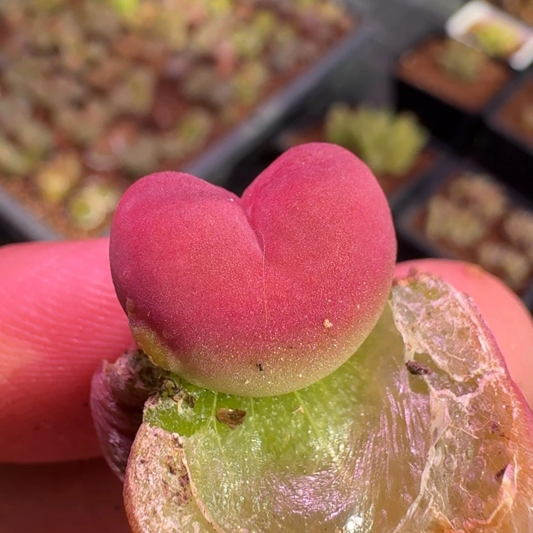 陈***y云缦精品番杏9.30 多肉