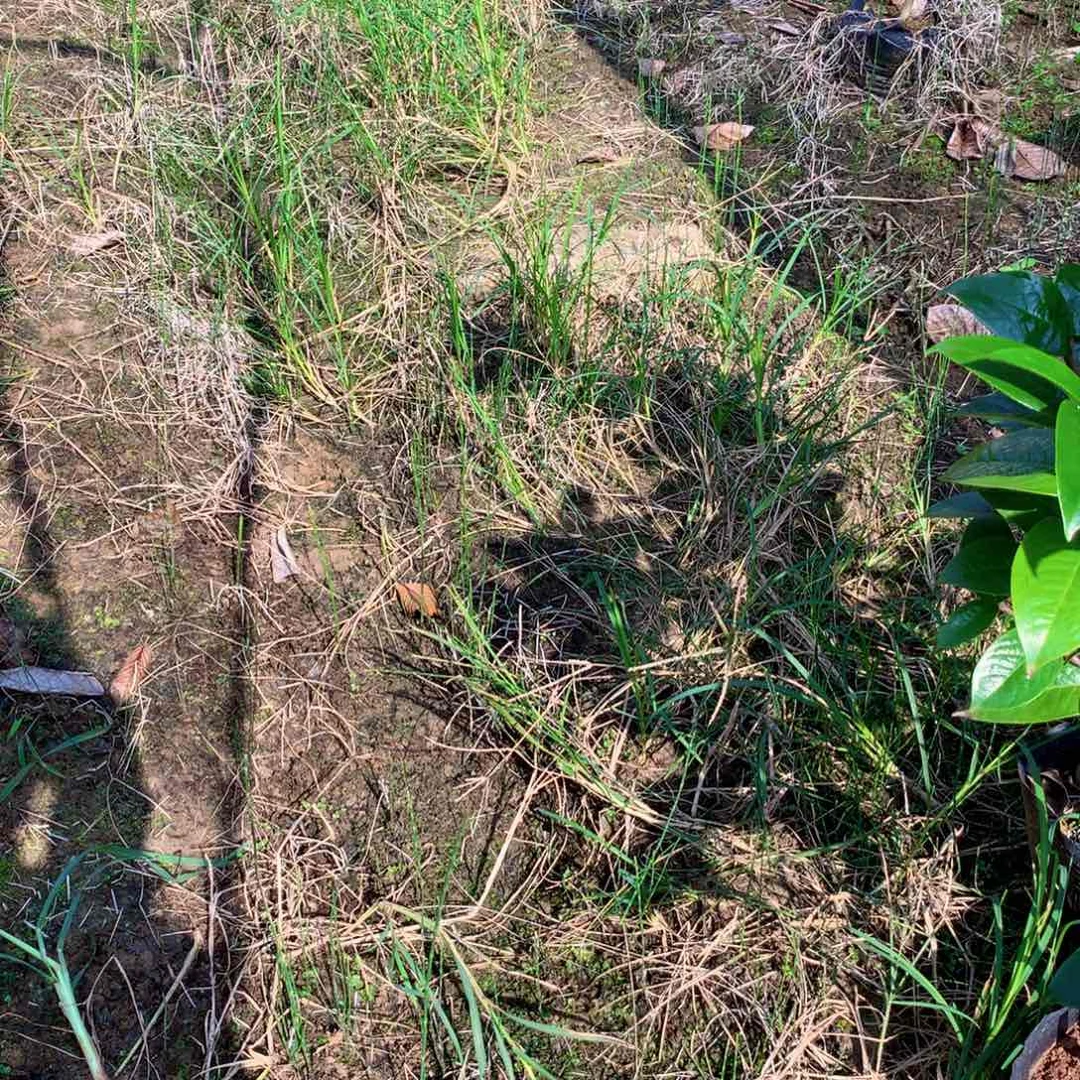 用***2无花朵邕宁金花茶