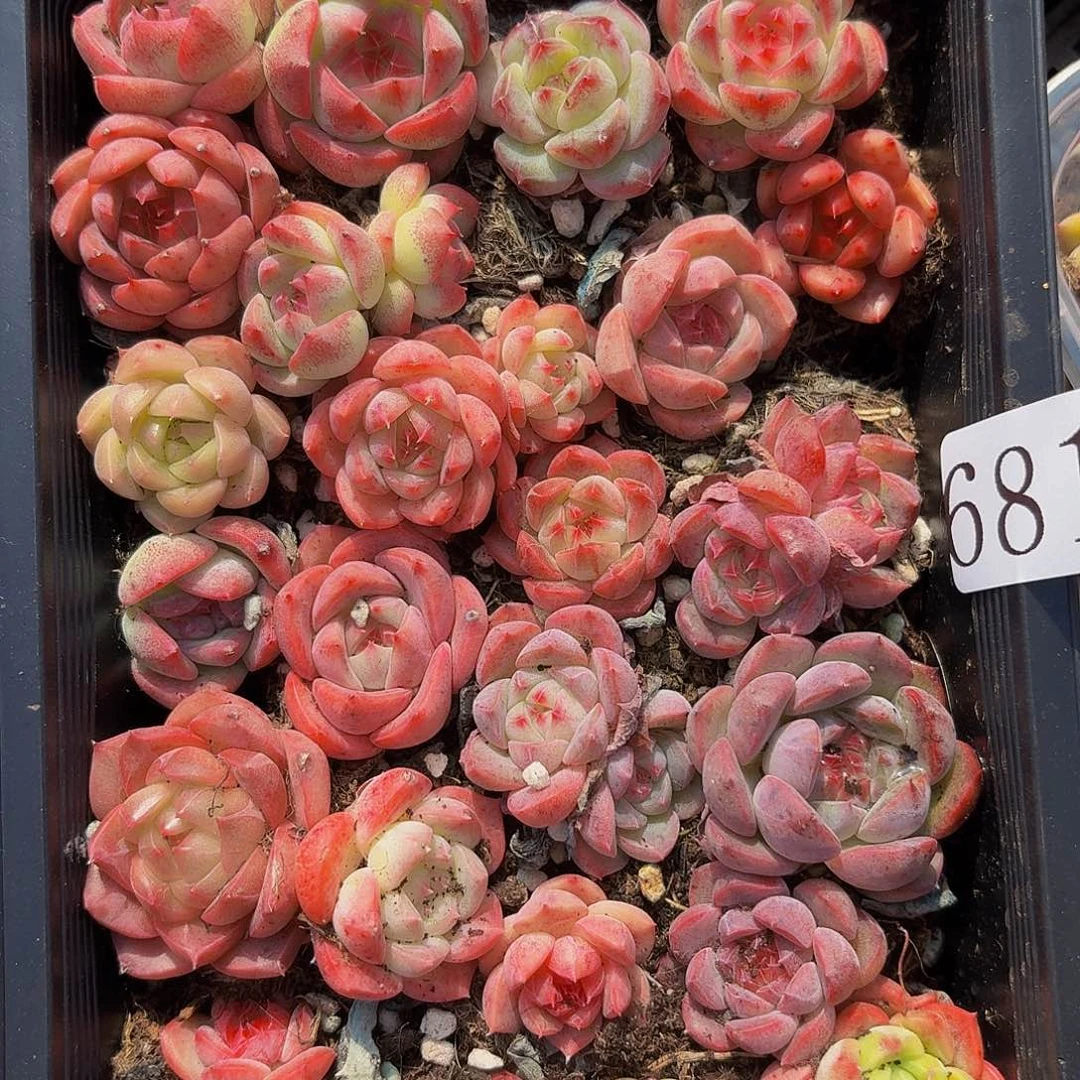 多肉植物多肉植物681