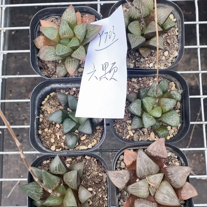 703。 六棵福利。