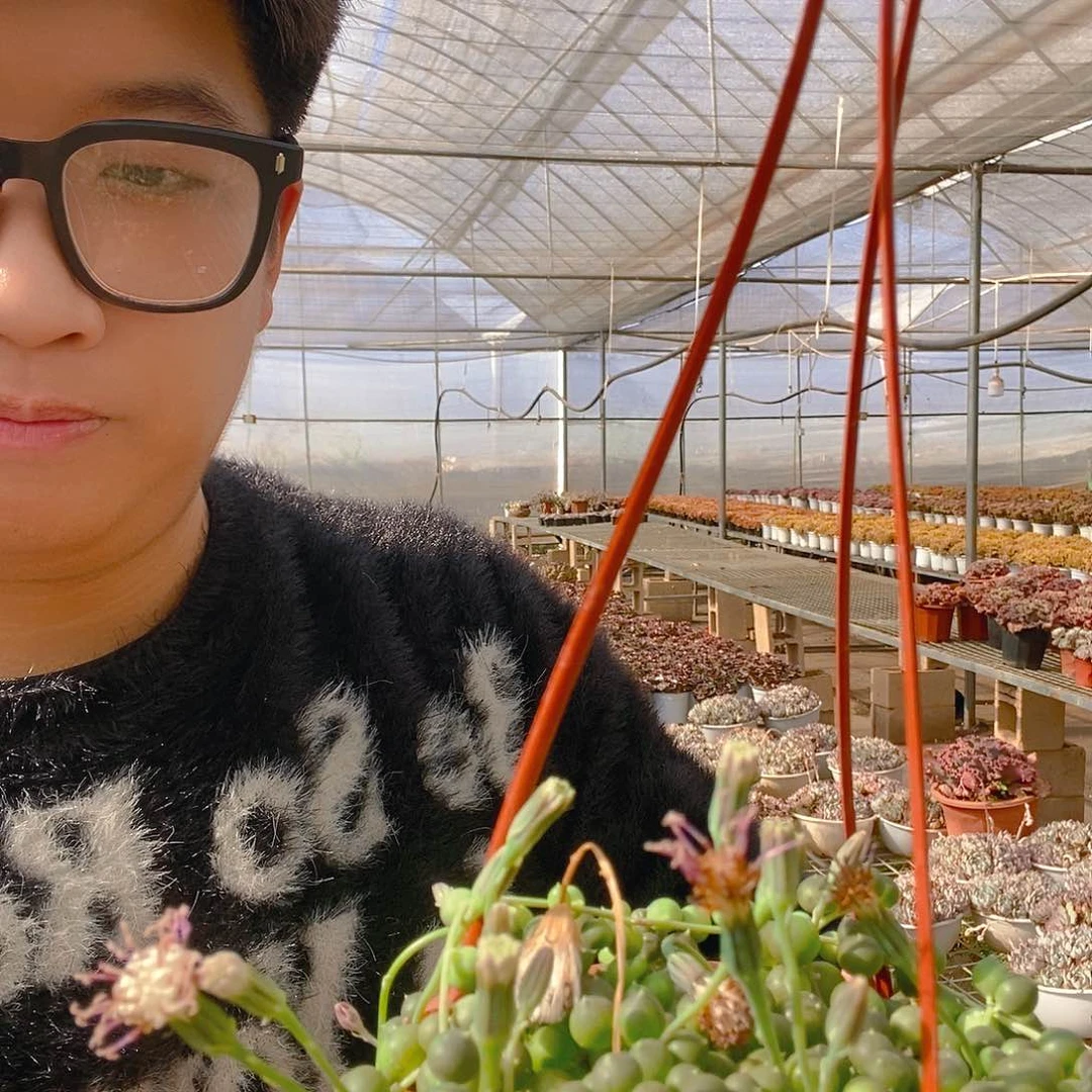 佛珠带盆土带挂钩特价