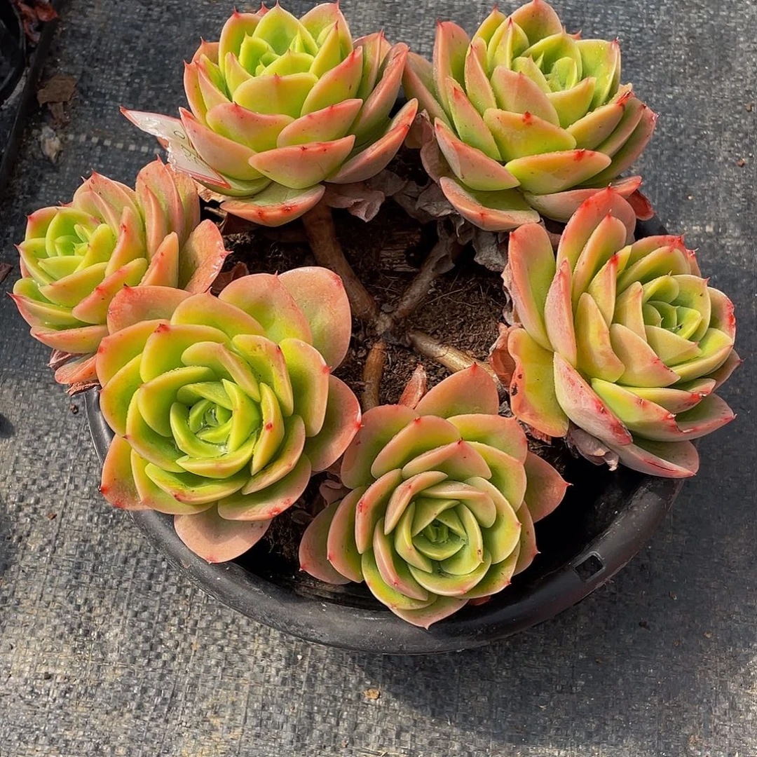 彩***笑辛纳塔多肉植物群