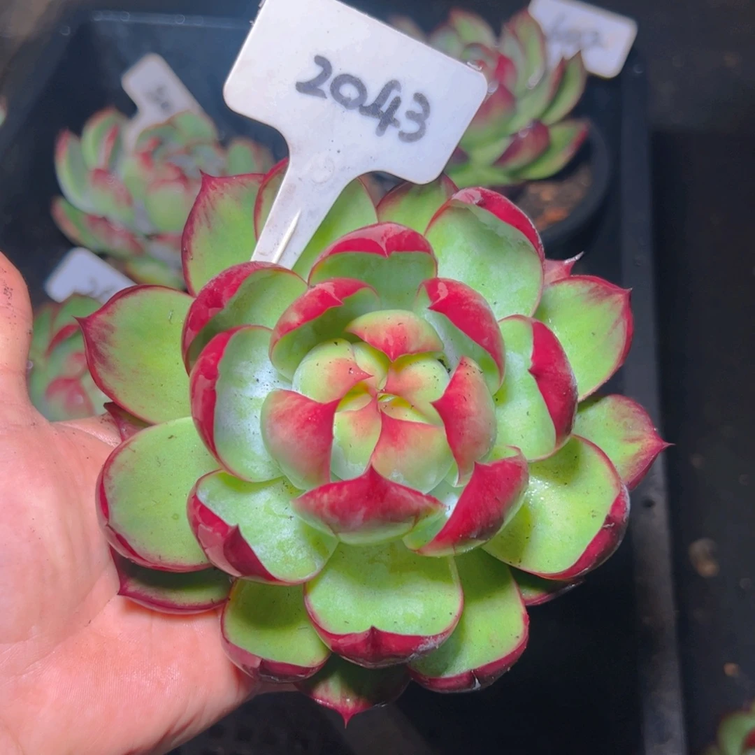 惊鸿仙子一物一拍2043号