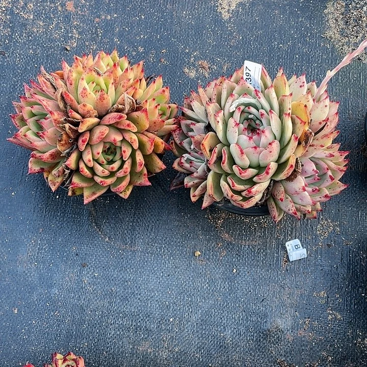 若如东云组拍A397