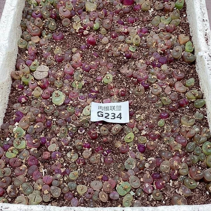 234呃呃呃呃呃呃呃呃呃呃呃