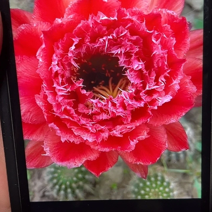 清清1号毛花柱7厘米起