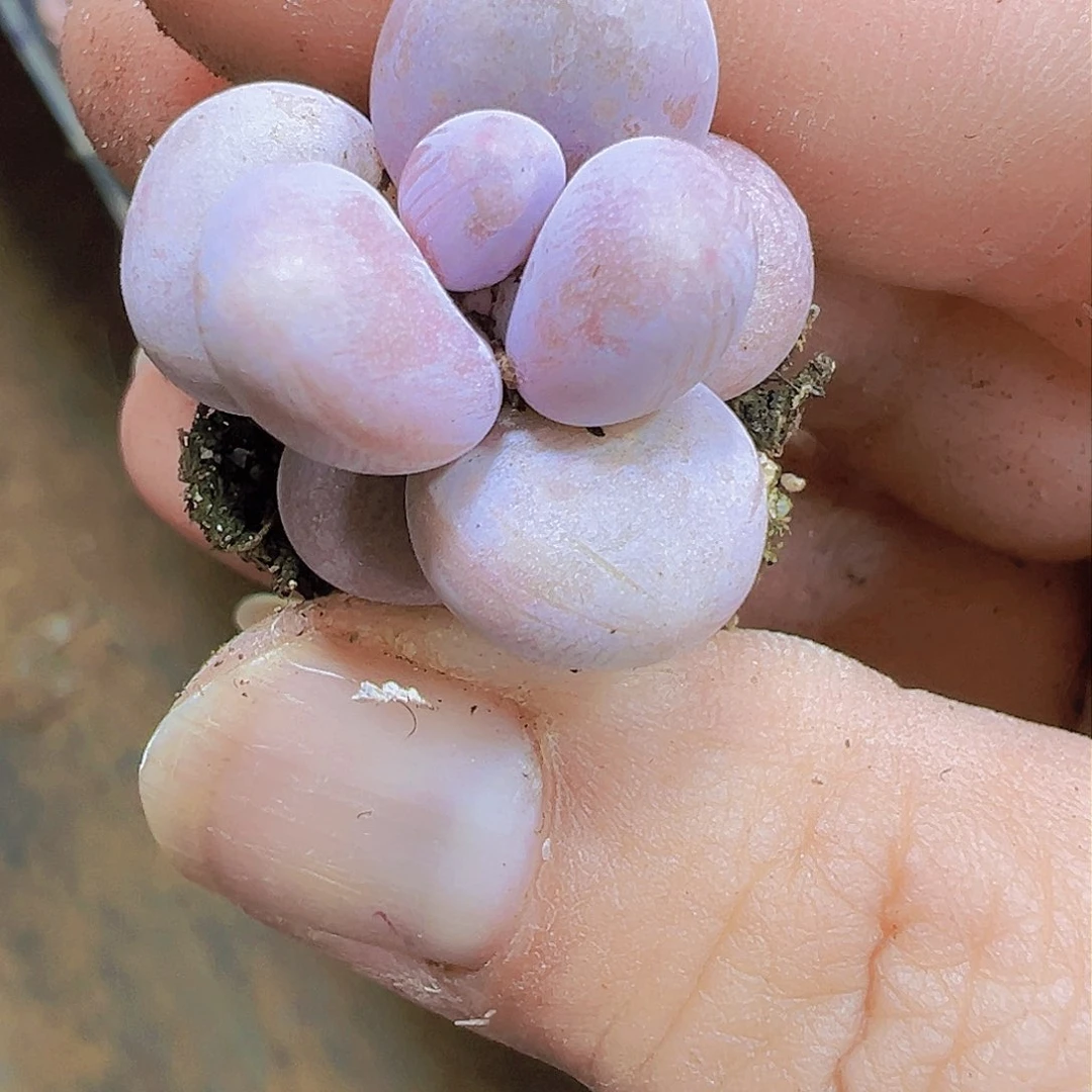 小小奶酪2个19包邮多肉