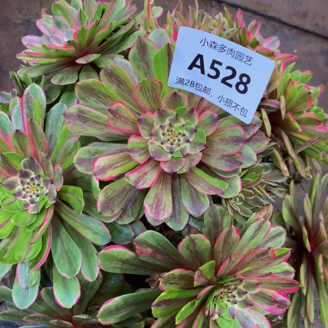 【闪购商品】528花脸多肉