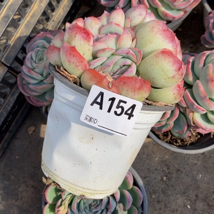 【闪购商品】E*a多肉植物