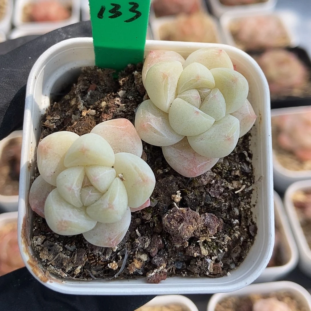 13 星宝精品多肉