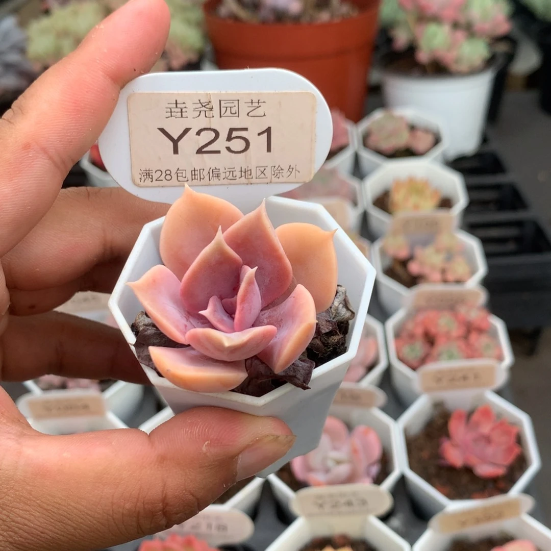 0251紫珍珠4.0厘米