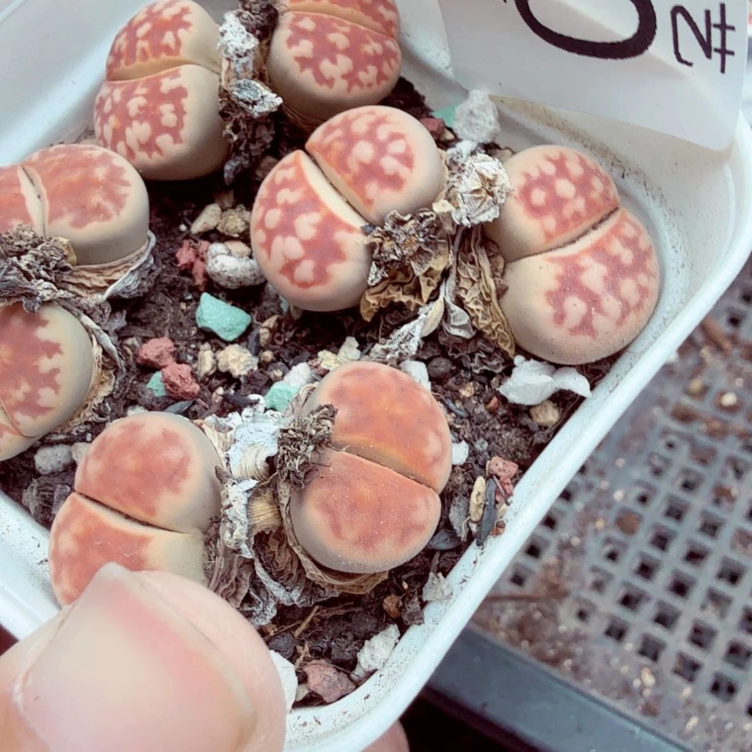 你***帅这个点睡起来都会梦050