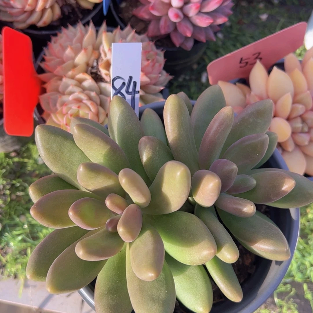 香玉等多种名贵的产品和服务