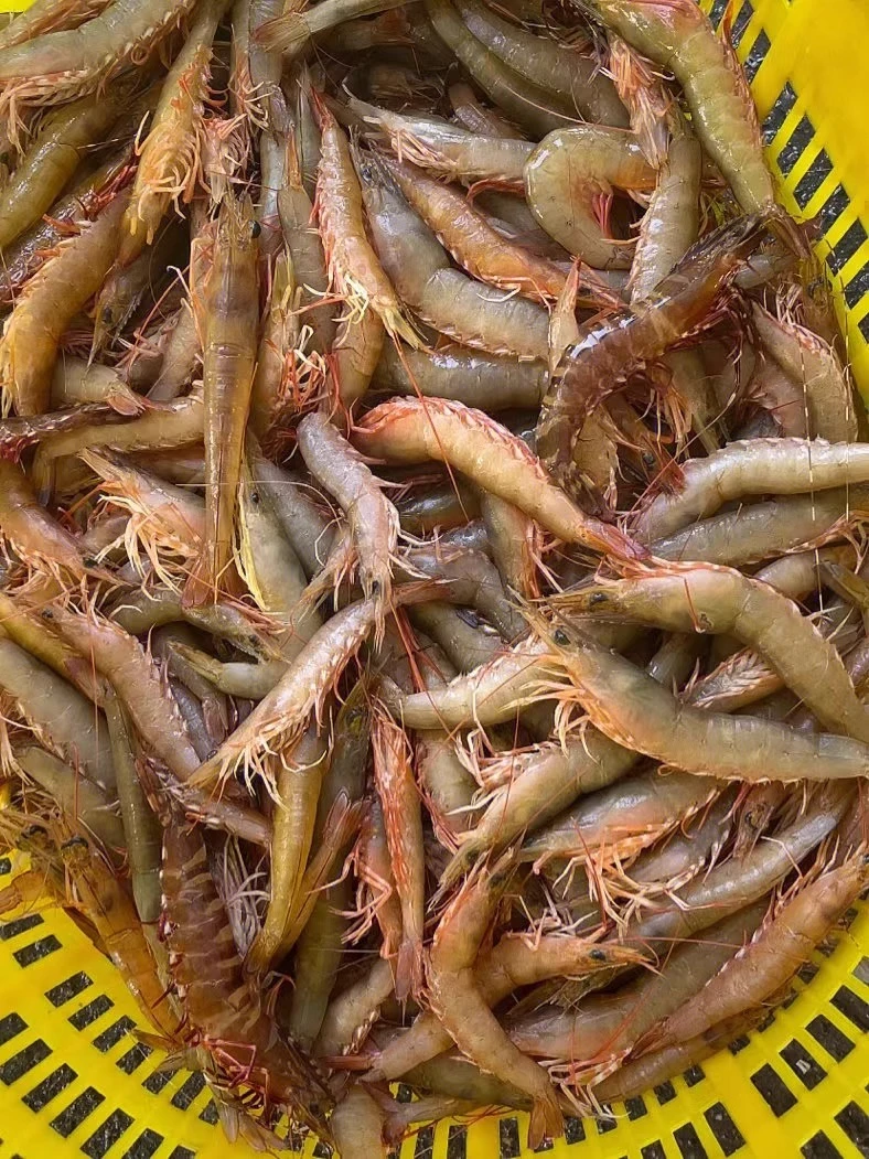 3斤麻虾中虾剑虾沙卢虾 纯天然海虾 1斤/盒 顺丰包邮