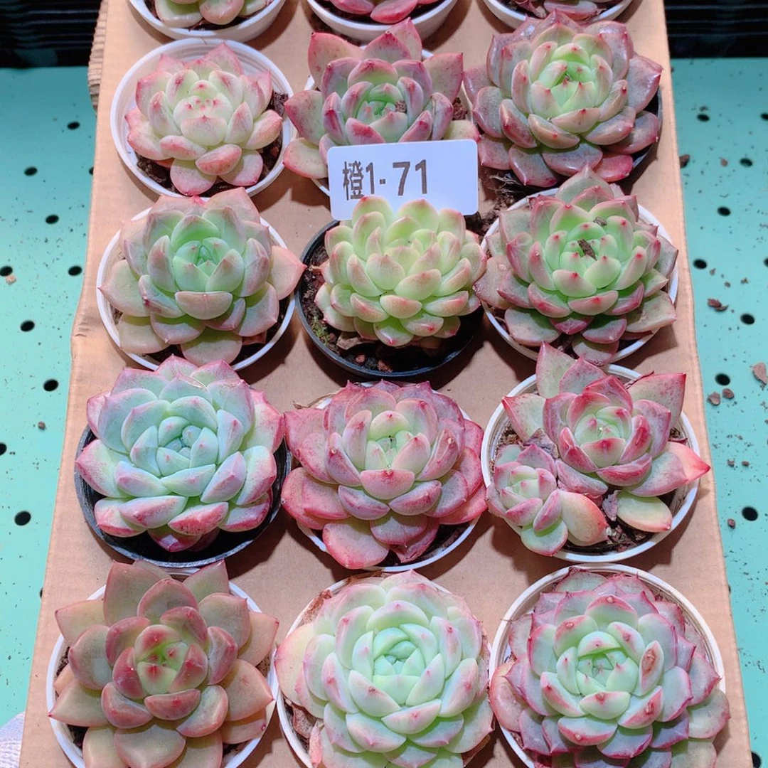 1-71一物一拍多肉带盆18颗