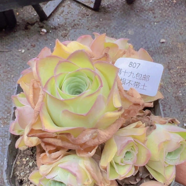 807 裸根不带土发货不包损姝优帕