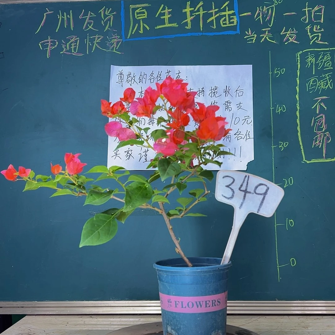 当前无花栽培后可以开花  暗斑夕阳红  349