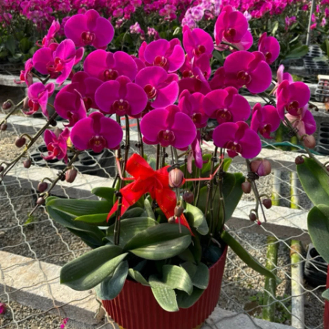 H【大辣椒】蝴蝶兰带花剑带花苞客厅室内植物