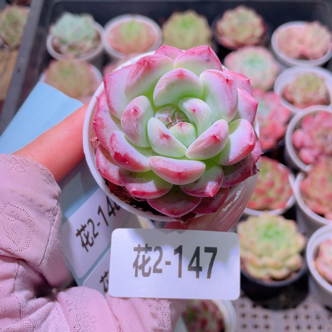 花利美2-147新品