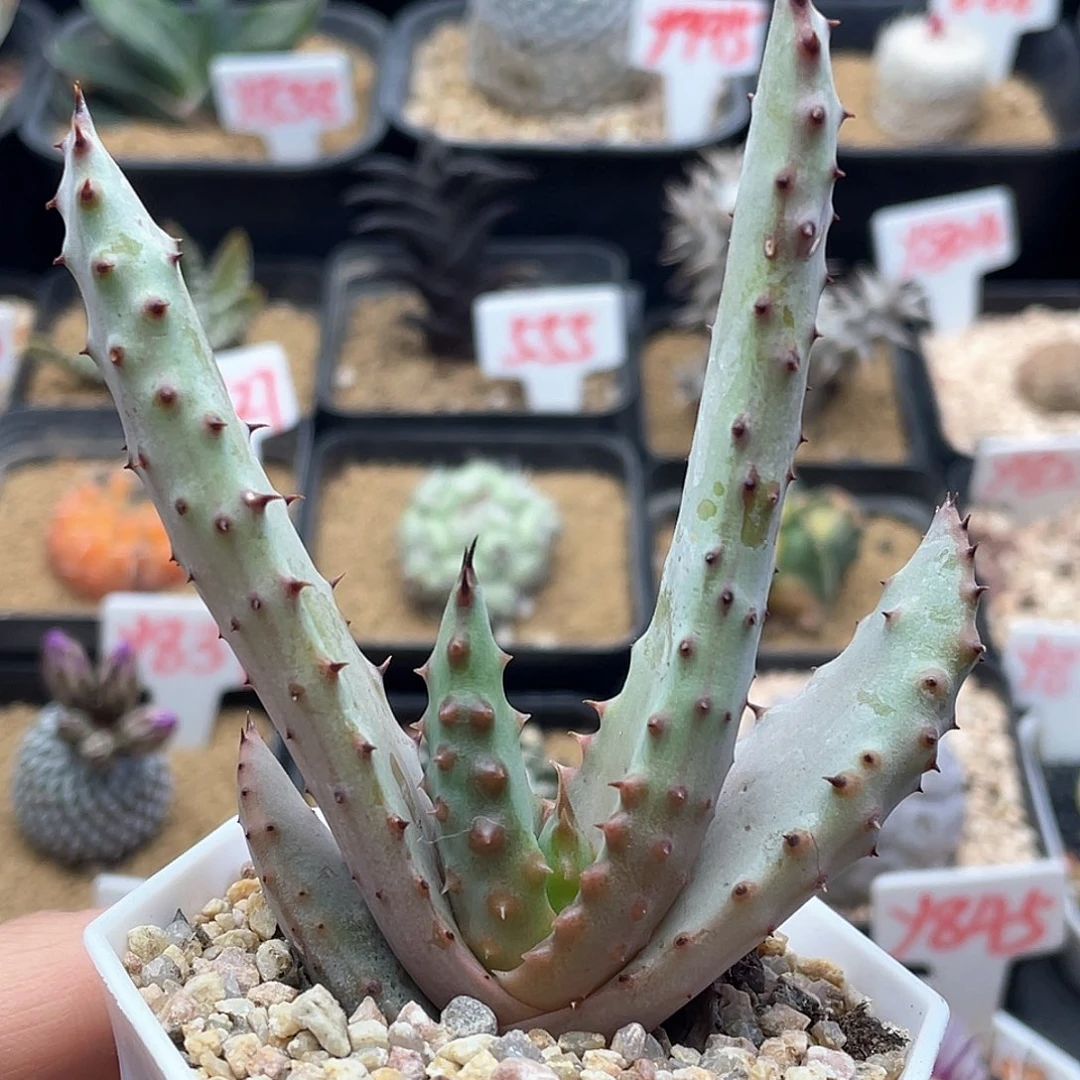 实生鬼切芦荟仙人球，