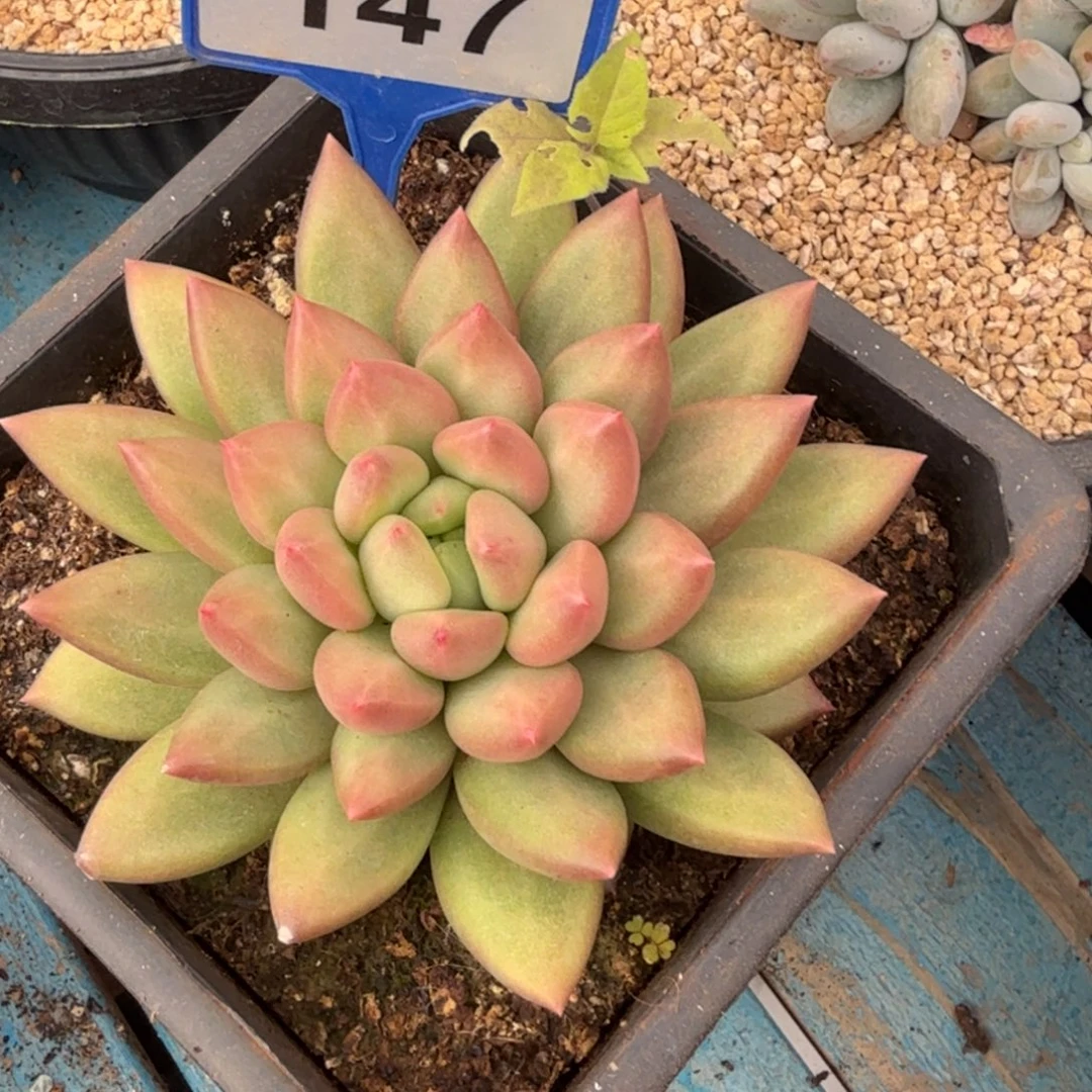 米其林一物一拍147.