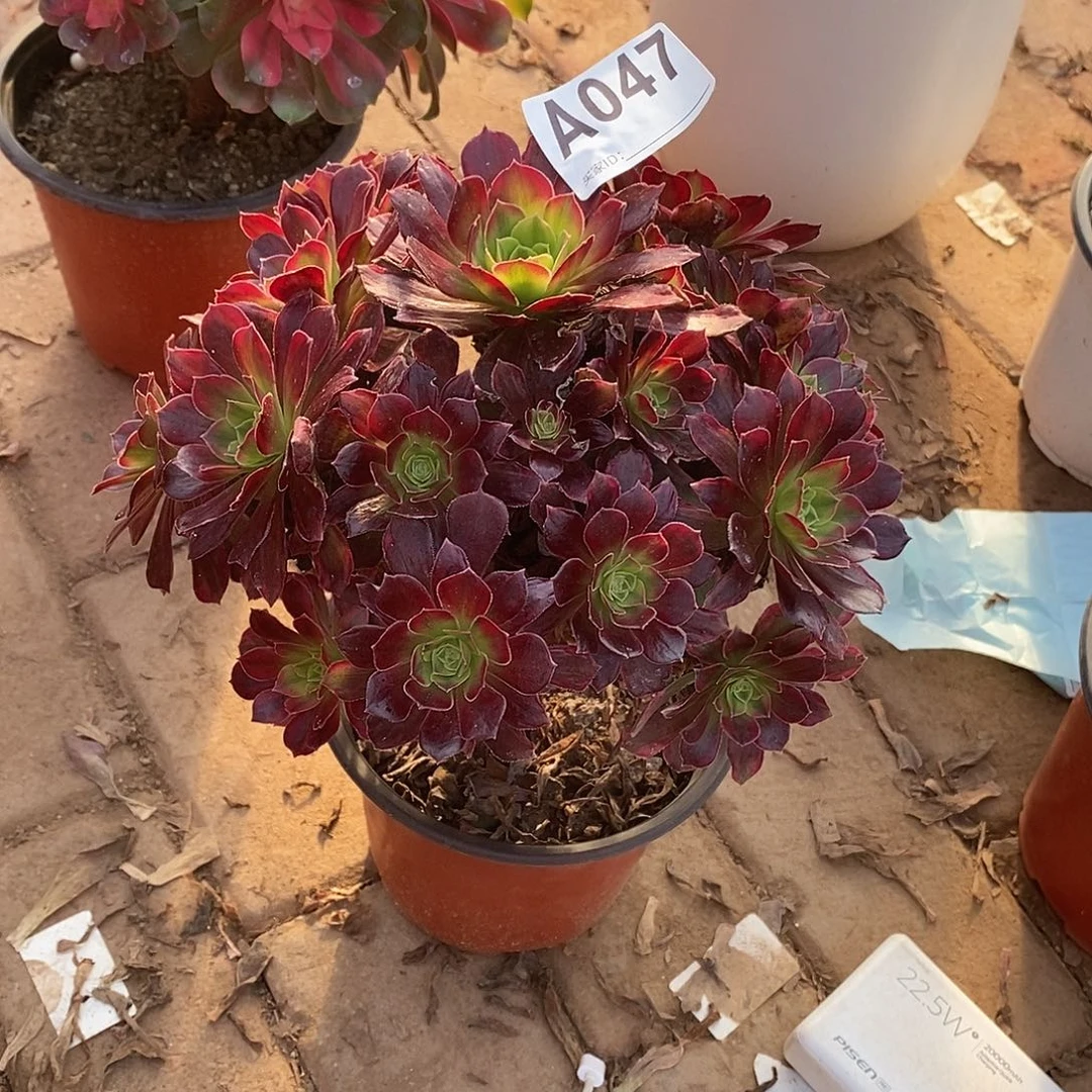 安娜多肉法师047多肉法师