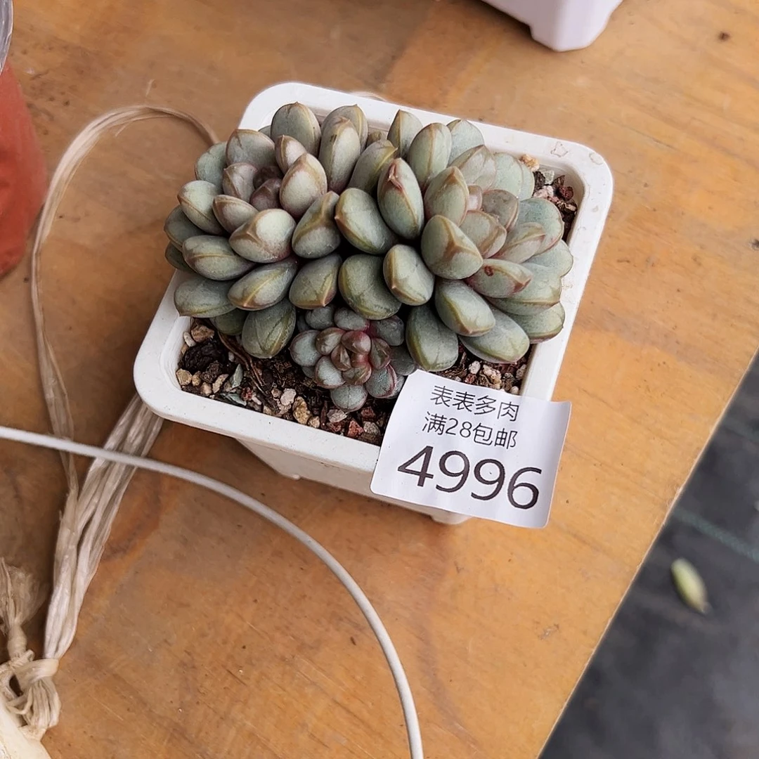 9号高*妞我们的确是一4996