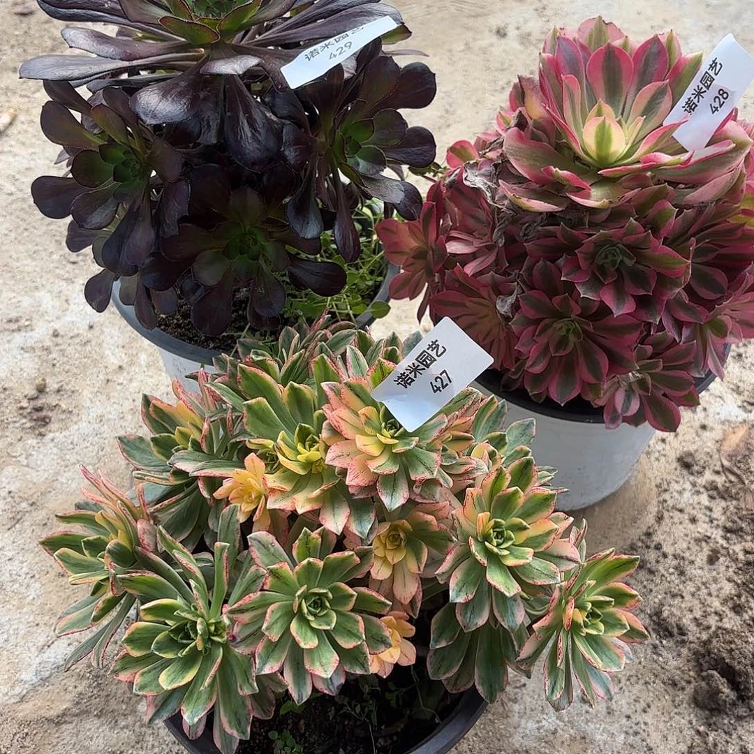 女巫花无缺甜茶多肉植物427-28-29