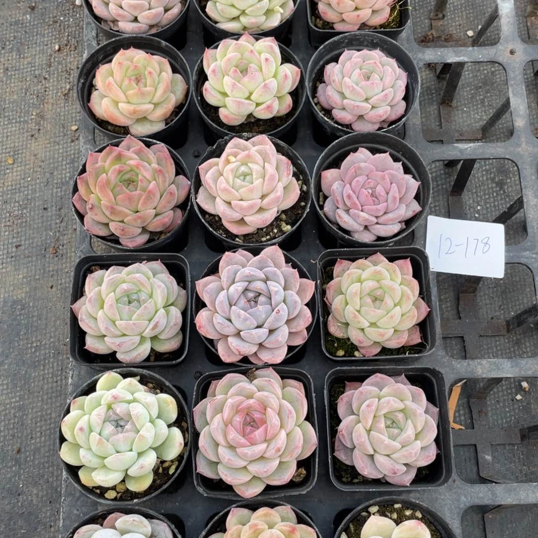 一物一拍18颗12-178